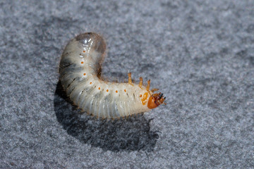 Käfer-Larve: Engerling (Raupe)