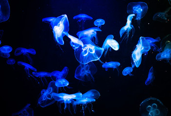many jelly fish swimming in the ocean and glowing colors background