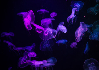 many jelly fish swimming in the ocean and glowing colors background