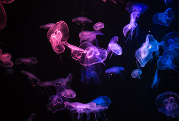 many jelly fish swimming in the ocean and glowing colors background