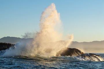 Seascape of storm morning. The colony of seals on the rocky island in the ocean. Waves breaking in spray on a stone island.  Mossel bay. South Africa