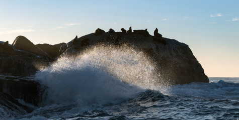 Fototapeta na wymiar Seascape of storm morning. The colony of seals on the rocky island in the ocean. Waves breaking in spray on a stone island. Mossel bay. South Africa