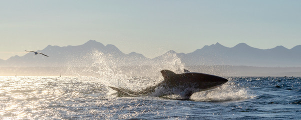 Breaching Great White Shark  in attack. Scientific name: Carcharodon carcharias. South Africa.
