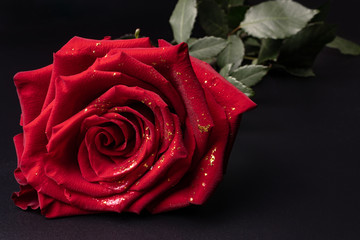 one large-sized rose, with sparkles on the petals, lies on a dark gray background under lighting