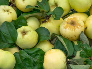Harvested yellow apples. Late variety.