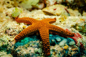 Orange sea star