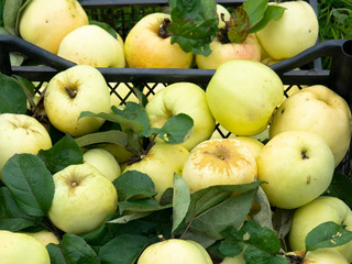 Harvested yellow apples. Late variety. Lying in a box.
