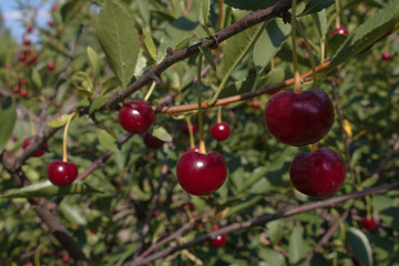 Obraz premium in sunny weather with a blue sky in a green park with bright viny berries on a green branch tree.