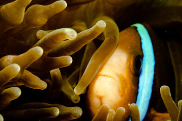 Hiding Clownfish