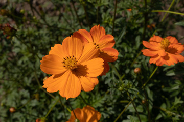 a small wildflower of orange color on thin tall stems with a bush of green leaves in gray earth.