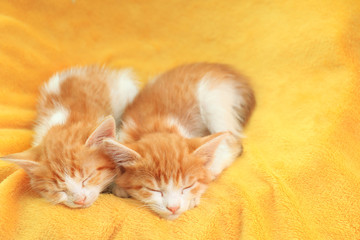 Fototapeta na wymiar Cute little kitten sleeping on yellow blanket, space for text