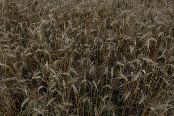 large field with yellow ripe wheat and green grass during summer sunset and top view.