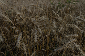 spikelets of wheat from the genus of grassy cereal plants. grows one year on a field in the ground. ready for harvest