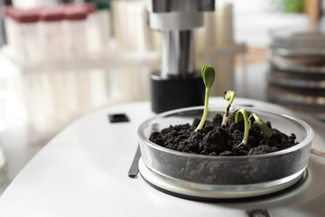 Petri dish with soil and sprouted seeds under microscope in laboratory. Phytopathological testing of plants