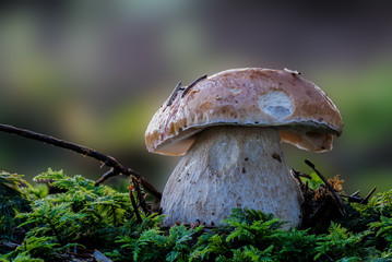 Steinpilz BOLETUS EDULIS mit hoher Schärfentiefe und hohem Detailgrad vor unscharfem Hintergrund auf Waldboden mit Moos