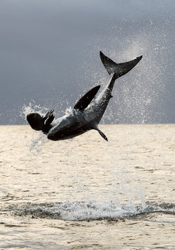 Breaching Great White Shark. Shark attacks the bait.  Scientific name: Carcharodon carcharias. South Africa.