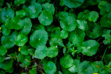 Asiatic Leaves - Green Leaf on dark black background, Water drop on Asiatics pennywort, Medical herb concept, natural green plants under sunlight using for background or wallpaper. 