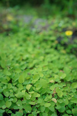 clovers in house garden