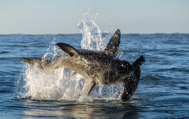 Fototapeta premium Breaching Great White Shark. Shark attacks the bait. Scientific name: Carcharodon carcharias. South Africa.