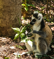 Portrait of the eating ring-tailed lemur Lemur catta aka King Julien in Anja Community Reserve at Manambolo, Ambalavao, Madagascar