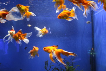 Fototapeta na wymiar Beautiful goldfish swim in an aquarium