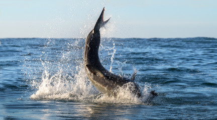 Breaching Great White Shark.Shark tail out of the water. Scientific name: Carcharodon carcharias. South Africa.