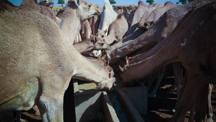 Portrait of drinking camels at the desert well in Djibriga at Barh-El-Gazal, Chad