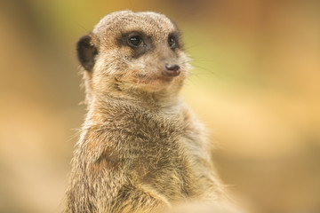 Meerkat or suricate uricata suricatta face close up.Selective focus