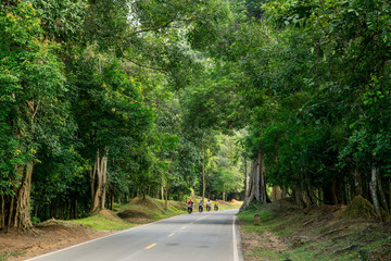 Fototapeta na wymiar View of empty country road in the middle of the jungle with giant tree along 