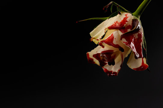 Hopelessness,Innocence lost through tragedy, grief and mourning of a early loss conceptual idea with bleeding white rose with drops of blood dripping isolated on black background with copy space