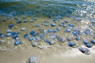 many jellyfish alive and dead on the Black Sea coast