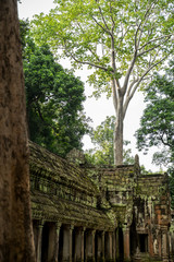 Ancient religion temple with giant tree growing on the top in temple complex Cambodia 