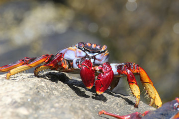 rote_Klippenkrabbe