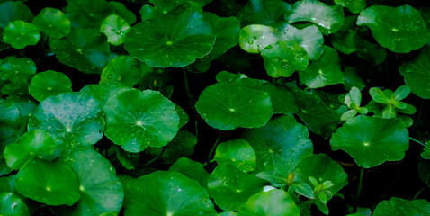 Asiatic Leaves - Green Leaf on dark black background, Water drop on Asiatics pennywort, Medical herb concept, natural green plants under sunlight using for background or wallpaper. 