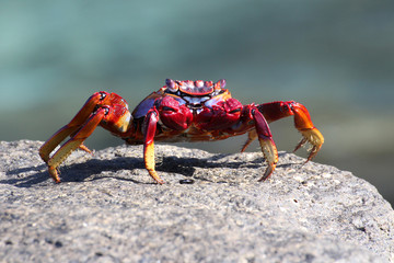 rote_Klippenkrabbe