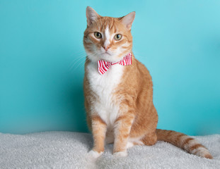 White Orange Tabby Cat Wearing Red Striped Bow Tie Sitting Looking Portrait Cute Costume Collar
