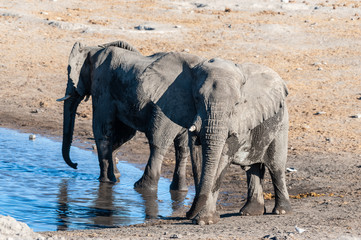 Two African Elephants -Loxodonta Africana- drinking from a waterhole. Etosha National Park, Namibia.