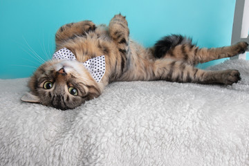 Black Brown Tabby Cat Lying Down Rolling Over Back Wearing White Polka Dotted Bow Tie Portrait Cute Costume Collar