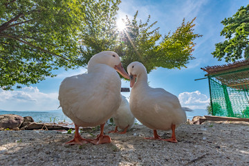 水辺で遊ぶアヒル達