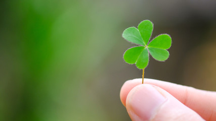 Fototapeta na wymiar Green clover leaf isolated on white background. with three-leaved shamrocks. St. Patrick's day holiday symbol.