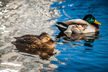 Nice young duck sweeming on lake water blue nature birds summer