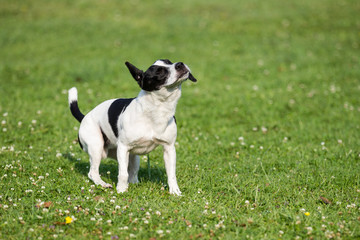 dog on grass