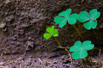 Green clover leaf isolated on white background. with three-leaved shamrocks. St. Patrick's day holiday symbol.