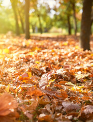 dry yellow maple leaves on the ground, selective focus, autumn day