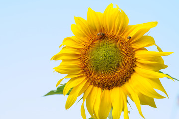 Naklejka premium sunflower in the field