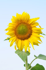 Obraz premium sunflower in the field