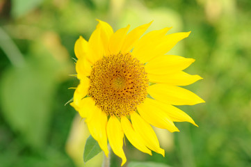 sunflower in the field