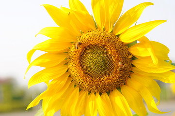 Obraz premium sunflower in the field
