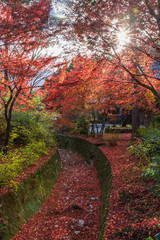 Naklejka premium 寝転びたくなるような燃えるように赤い紅葉の絨毯