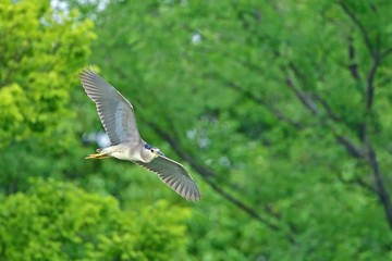 新緑バックに優雅に飛ぶゴイサギ